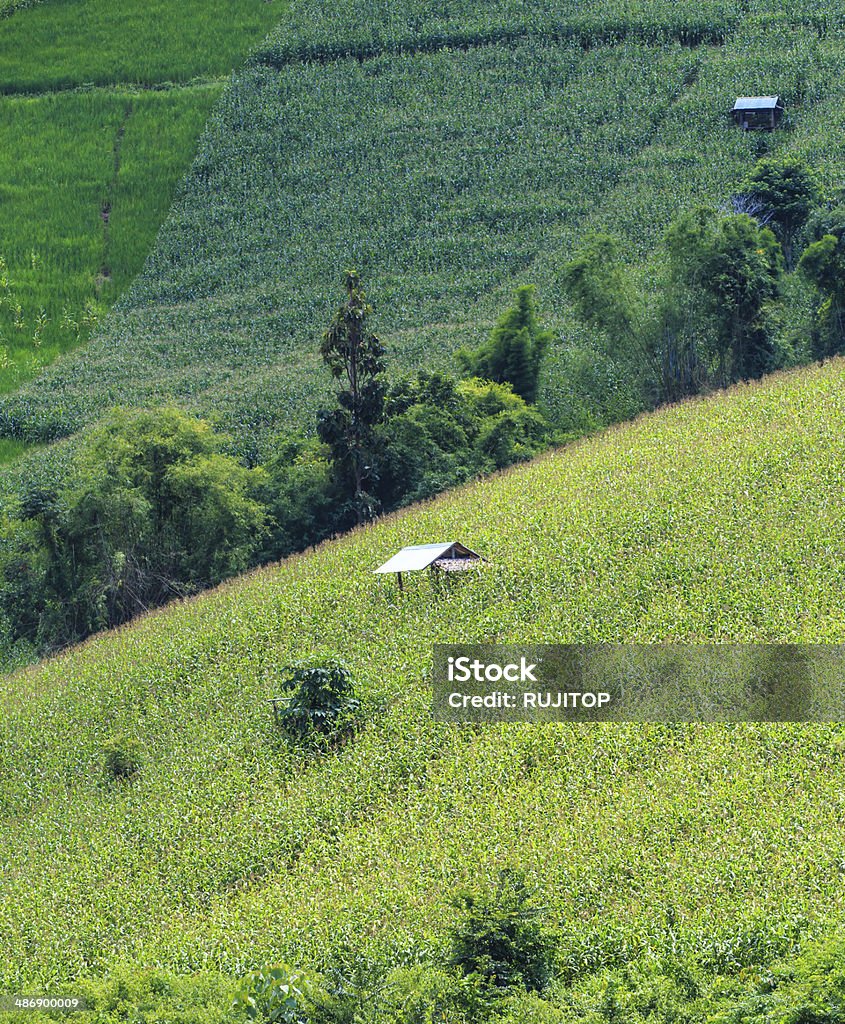 Landscape of the lined Green terraced  corn field Landscape of the lined Green terraced  corn field on the mountain Agricultural Field Stock Photo