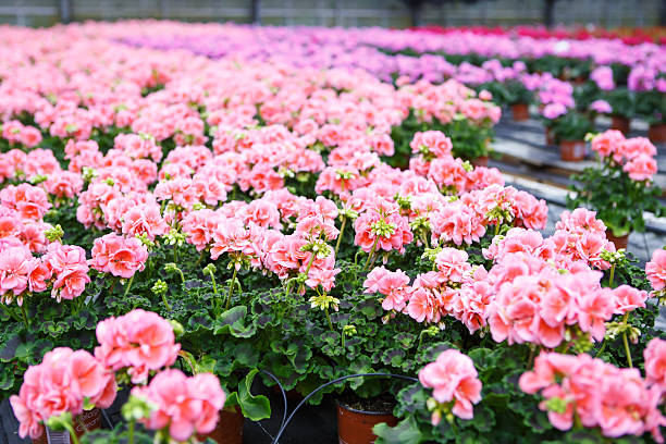 istock Greenhouse with blooming geranium flowers 486900013