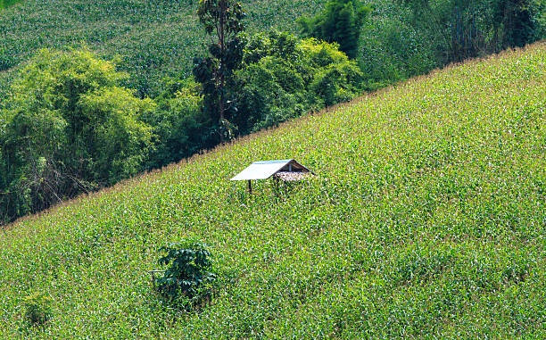 istock Landscape of the lined Green terraced  corn field 486900073