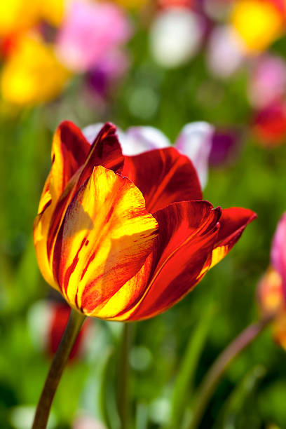 istock Red and Yellow Tulip Flower Macro 486900633