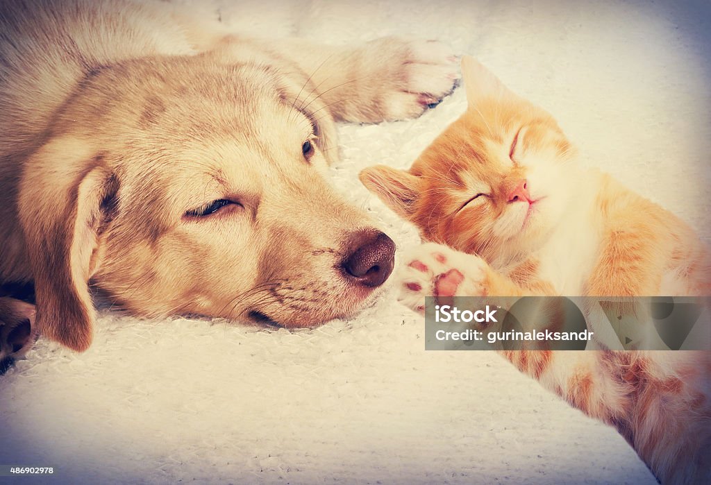 kitten and puppy sleeping Dog Stock Photo