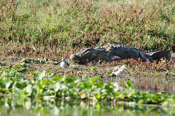 crocodilo são semiaquatic e tendem a reunir em água doce h - crocodile alligator australia animal teeth imagens e fotografias de stock
