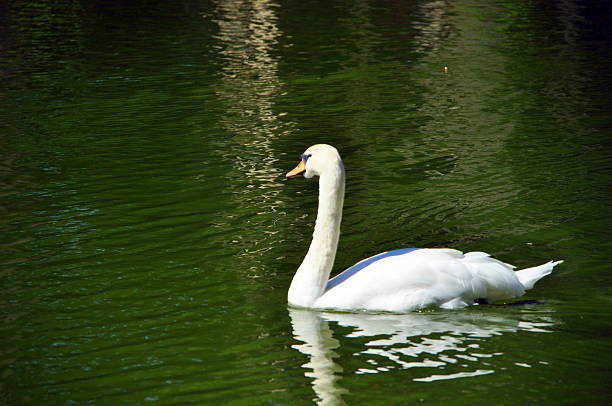 istock Nice swan floating on the water 486903528