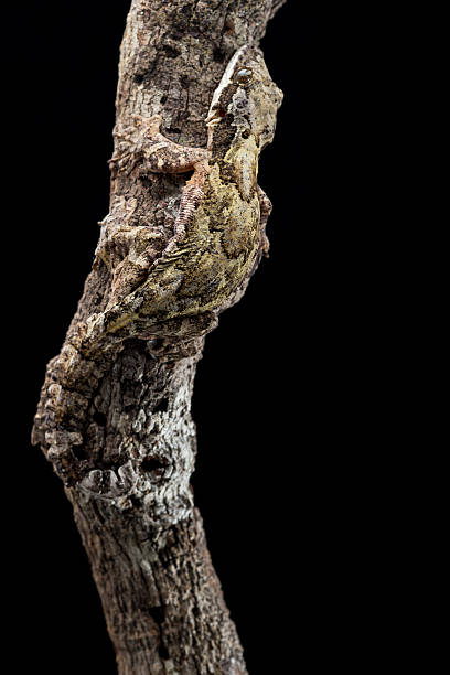 birmanês voar geco (ptychozoon lionotum), hala-bala floresta pluvial - gecko animal night wildlife imagens e fotografias de stock
