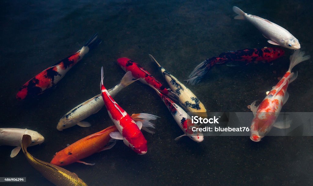 Koi Carp 2015 Stock Photo