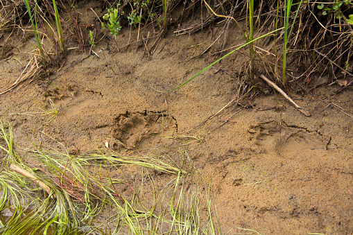 Tracks of a black bear in sand along the Moose River, Adirondack mountains, New York.