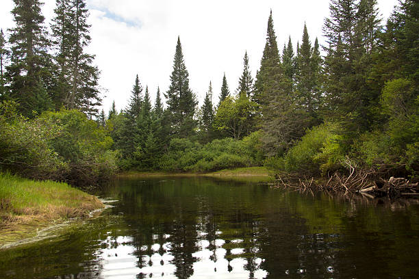 istock Bend in Moose River, with northern spruce forest, Adirondack Mountains. 486906418