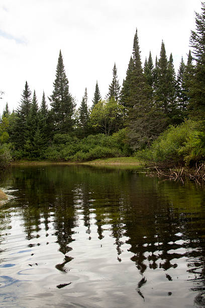 istock Bend in Moose River, with northern spruce forest, Adirondack Mountains. 486906436