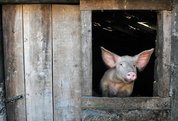 istock Piglet, pig/ Pig, pigs, 486906738
