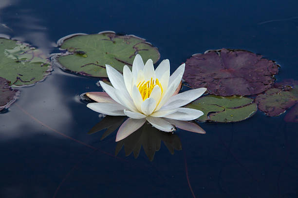 istock White water lily in Moose River, Adirondack Mountains, New York. 486906842