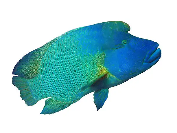 Close up of a Napoleon or Humphead Wrasse in the Red Sea