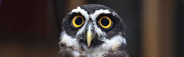 Bespectacled owl close-up Close-up of an owl spectacled owls (pulsatrix perspicillata) stock pictures, royalty-free photos & images