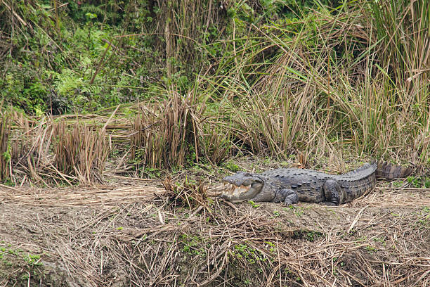 crocodilo são semiaquatic e tendem a reunir em água doce h - crocodile alligator australia animal teeth imagens e fotografias de stock