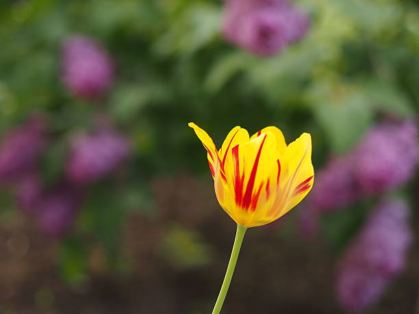 tulipa amarela - doremi imagens e fotografias de stock