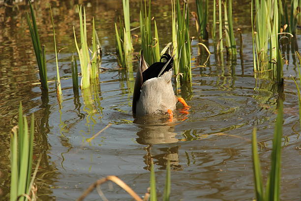 istock Mallard duck upside down in pond searching for food 486908008