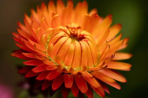 Extreme close-up of an orange strawflower, photographed in natural light outdoors, The dark green background is defocused.