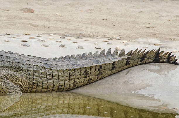 crocodilo são semiaquatic e tendem a reunir em água doce h - crocodile alligator australia animal teeth imagens e fotografias de stock