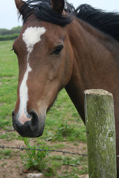 istock Portrait of a horse 486909620
