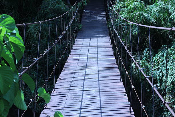 istock Suspension bridge across the water in the forest 486909656
