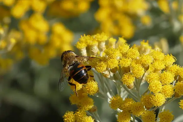 Photo of Curry plant, Currykraut - Helichrysum italicum and the Wasp...