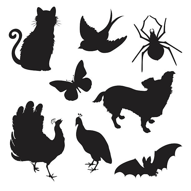 vektor-set-silhouetten - peacock backgrounds animal bird stock-grafiken, -clipart, -cartoons und -symbole