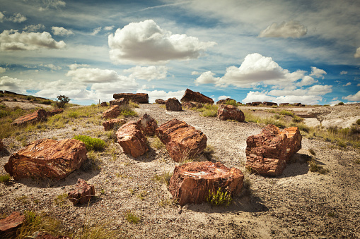 The petrified tree trunks in the Petrified Forest National Park in Arizona of the southwestern USA. A famous tourist destination, the National Park featuring a vast area of an ancient forest with scattering of giant petrified trees against a arid desert landscape, a dramatic natural scene and beautiful landscape.