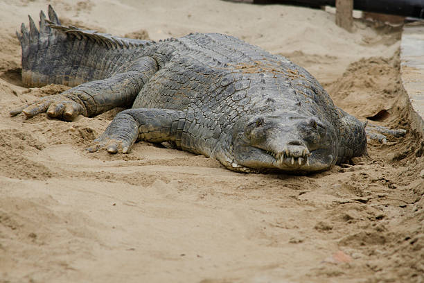 crocodilo são semiaquatic e tendem a reunir em água doce h - crocodile alligator australia animal teeth imagens e fotografias de stock