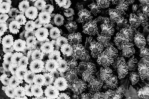 istock yellow and purple flowers group background 486911448