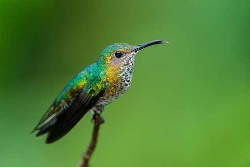 Close-up of hummingbird, bird in the wild, Costa Rica.