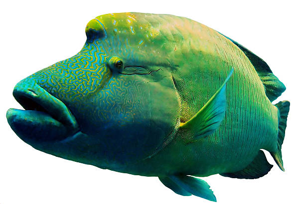 Red Sea Napoleon Fish close up portrait Close up of a Napoleon or Humphead Wrasse in the Red Sea. humphead wrasse stock pictures, royalty-free photos & images