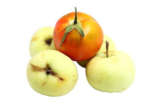 istock yellow and green apples and tomatoes on a white background 486912140