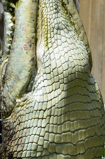 istock Underside of a salt water crocodile 486912156