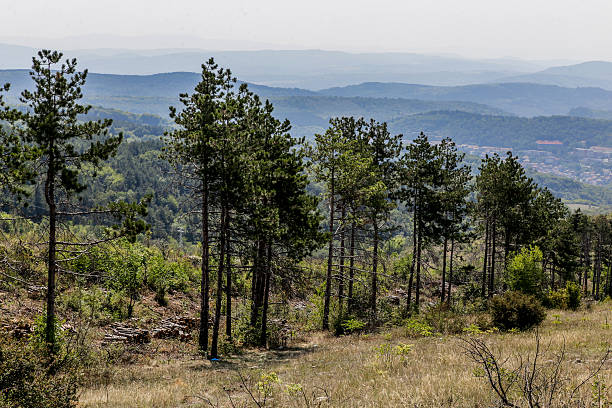 Nature background of tall trees against mountainous landscape
