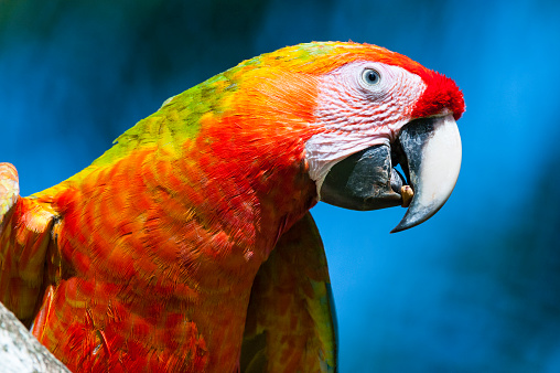 Macaw in the middle of the Amazon rainforest