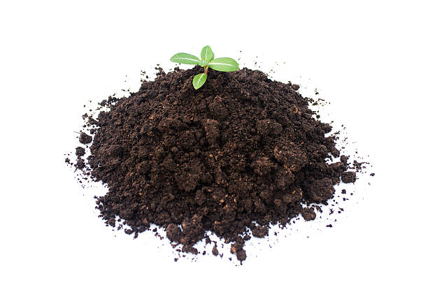 istock Green sprout with soil isolated on white background 486913473