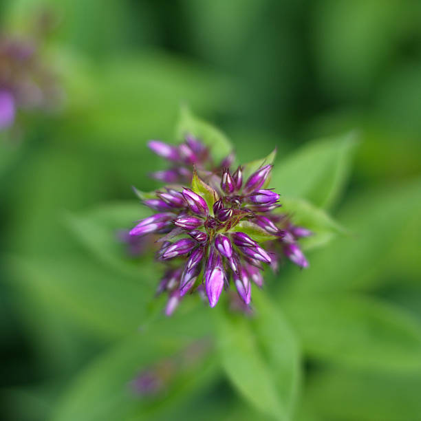 istock Closeup of phlox flower buds 486913840