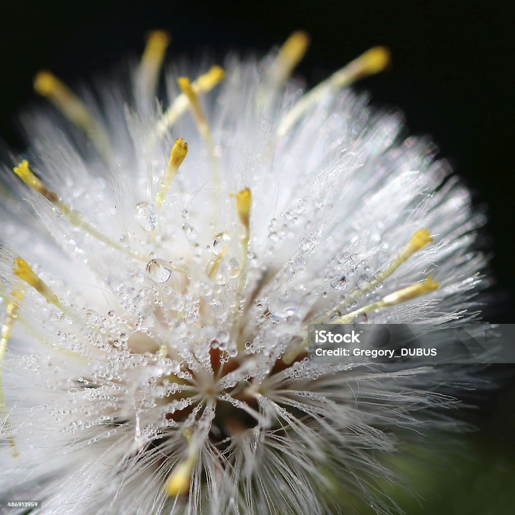 Nature microscopic world beauty Macro shot of a minuscule flower (common groundsel senecio vulgaris pappus seeds yellow flowers), very thin, filled with morning dew water drop. Represents the beauty of the microscopic nature world. Square format. Dandelion Seed Stock Photo