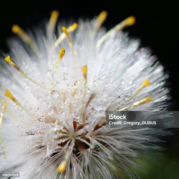 Nature Microscopic World Beauty Stock Photo - Download Image Now - Dandelion Seed, Purple, Abstract