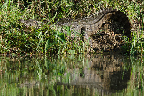 crocodilo são semiaquatic e tendem a reunir em água doce h - crocodile alligator australia animal teeth imagens e fotografias de stock