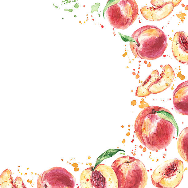 brzoskwinie. watercolor rysowanych ręcznie owoce. eco tło żywności - nectarine peach backgrounds white stock illustrations
