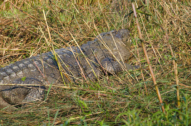 crocodilo são semiaquatic e tendem a reunir em água doce h - crocodile alligator australia animal teeth imagens e fotografias de stock