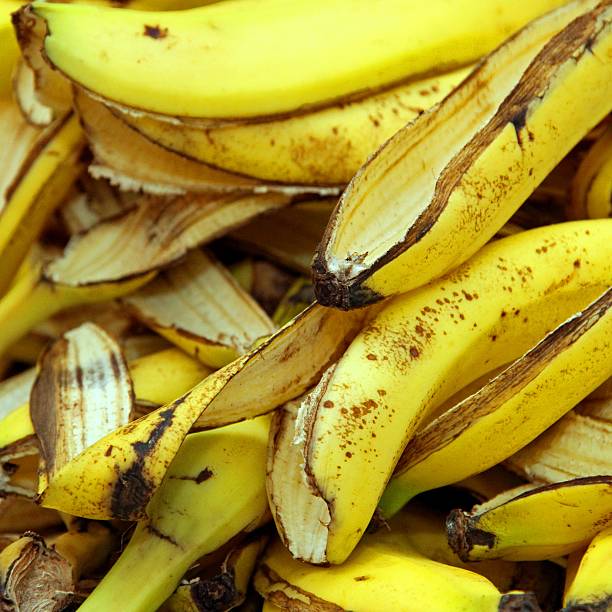 istock banana peels in the composter for humus 486914759