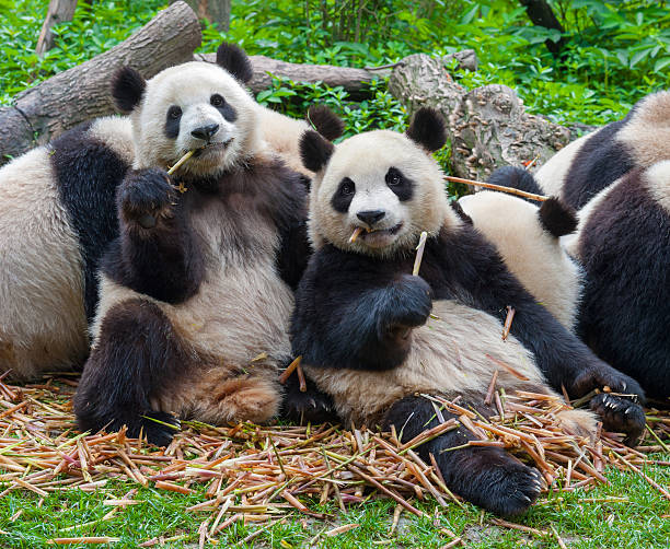 faim ours panda géant manger en bambou - panda outdoors horizontal chengdu photos et images de collection