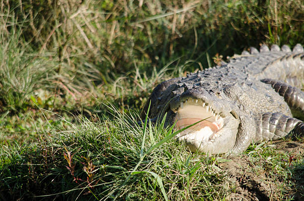 crocodilo são semiaquatic e tendem a reunir em água doce h - crocodile alligator australia animal teeth imagens e fotografias de stock