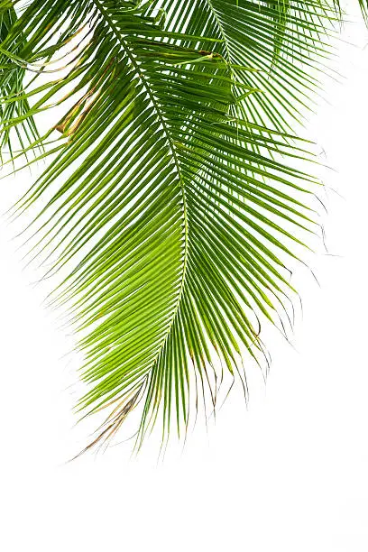 Leaves of palm tree isolated on white background.