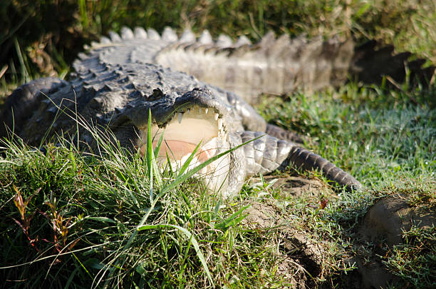 crocodilo são semiaquatic e tendem a reunir em água doce h - crocodile alligator australia animal teeth imagens e fotografias de stock