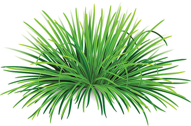 Bunch of green grass Bunch of green grass. Vector, isolated on white background. sedge stock illustrations