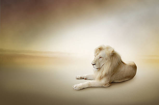 istock White lion, the king of animals 486916898