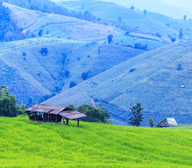 istock Landscape of the lined Green terraced  rice field 486916977