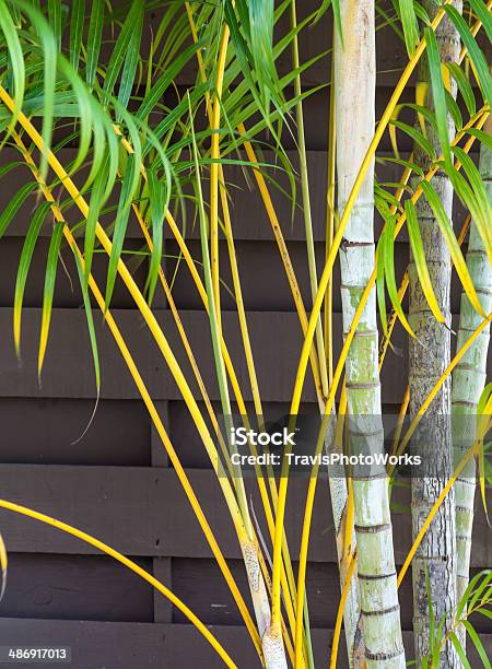 Palmfronds - zdjęcia stockowe i więcej obrazów Abstrakcja - Abstrakcja, Bez ludzi, Biały